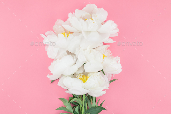 Blooming white peony flowers