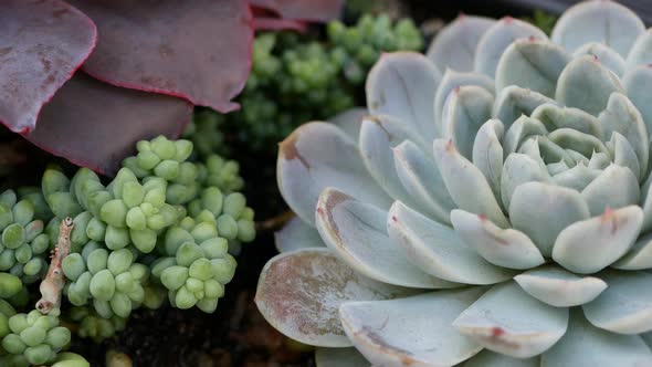 Succulent Plants Collection Gardening in California USA alt