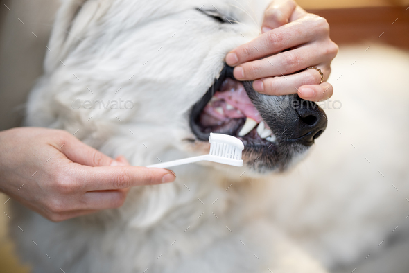 Cleaning dog\'s teeth with a toothbrush
