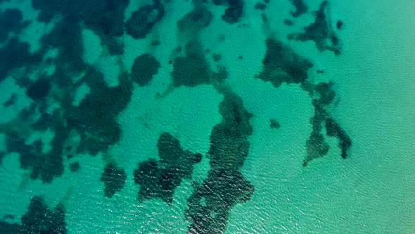 Seaweed and Coral Reef on a Clear Tropical Shallow Sea Floor With White Sand alt