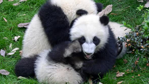 Three Baby Pandas Playing and Fighting with Each Other on the Green Grass alt