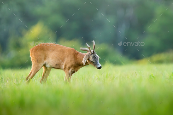 Roe deer repeling flies on pasture in summer nature - Stock Photo - Images