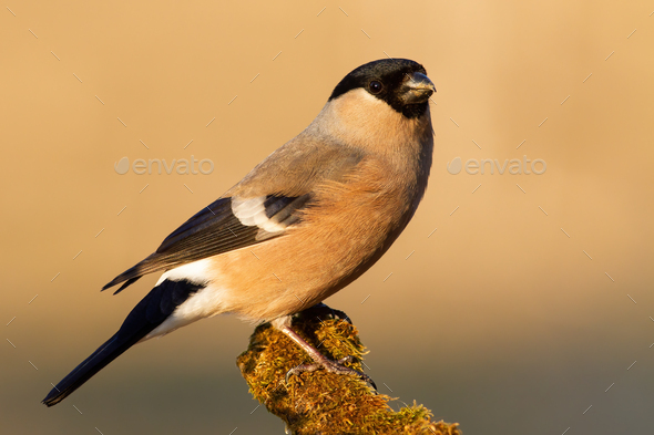Bright close up of eurasian bullfinch female sitting on a twig - Stock Photo - Images