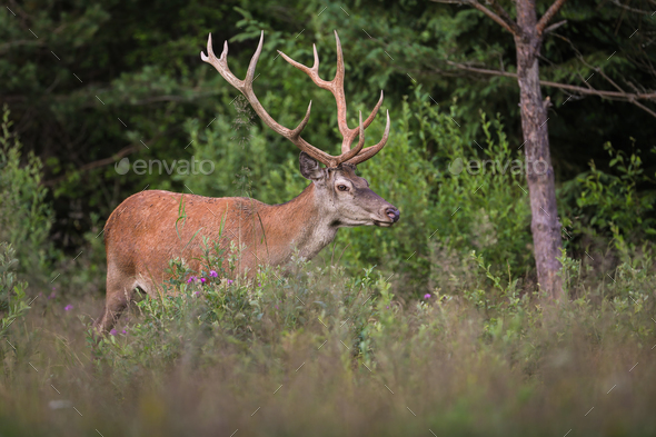 Red deer walking in vivid forest in summertime nature - Stock Photo - Images