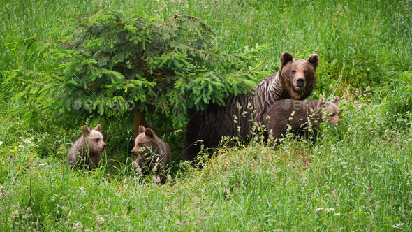 Family of brown bearmoving on pasture in green nature - Stock Photo - Images
