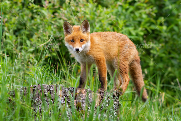 Cute potrait of young red fox standing on the stub in the forest - Stock Photo - Images