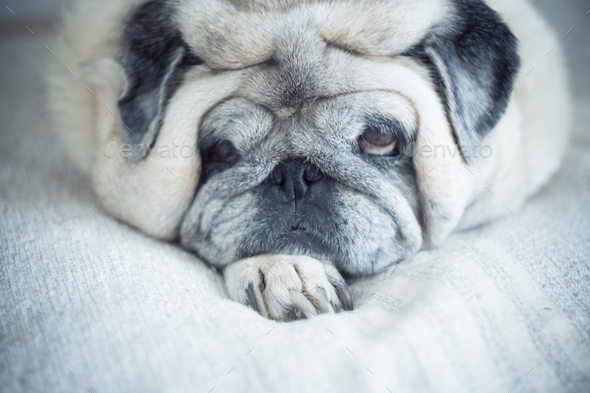Portrait of old and lazy funny pug dog laying at home and relaxing - concept of mature animals