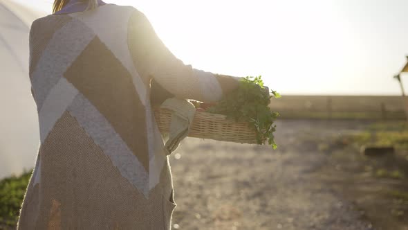 Rear View of Unrecognizable Woman Walking By Farm Carrying Fresh Vegetables or Plants alt