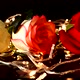 Roses on a Black Background - VideoHive Item for Sale