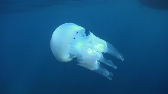 Big white Jellyfish drifting below the surface in open ocean in the Mediterranean Sea alt
