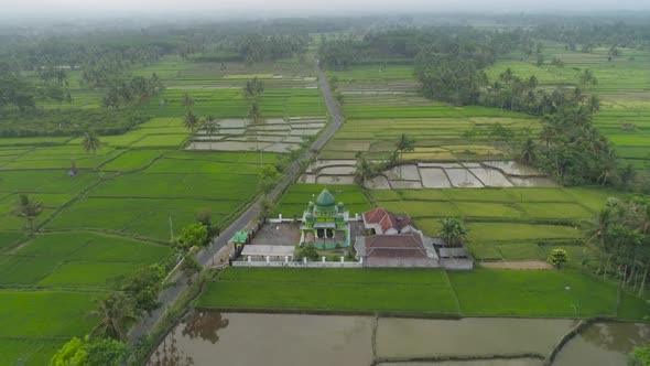 Mosque Among Rice Fields Java Indonesia alt
