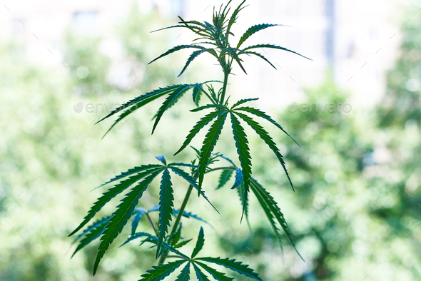Cannabis plantation - Stock Photo - Images