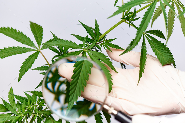 Examination of cannabis - Stock Photo - Images