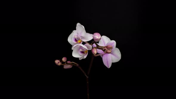 Orchid Blooming and Drying Over Black Background