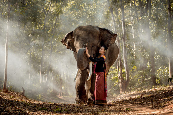 Elephant and woman in Thailand - Stock Photo - Images