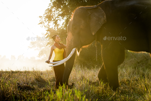 Elephant and woman in Thailand - Stock Photo - Images