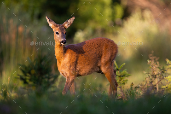 Roe deer female standing on glade in summer sunlight - Stock Photo - Images