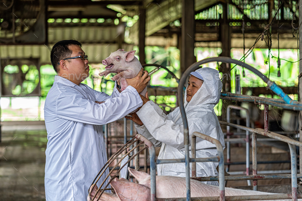 Asian veterinarian with assistant holding and checking the baby pig in hog farms