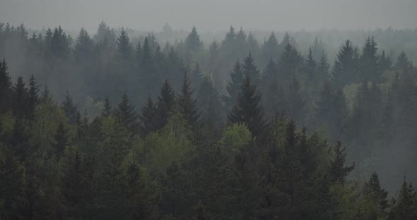 Time Lapse Of Fir Dark Forest In The Fog