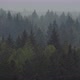Time Lapse Of Fir Dark Forest In The Fog - VideoHive Item for Sale