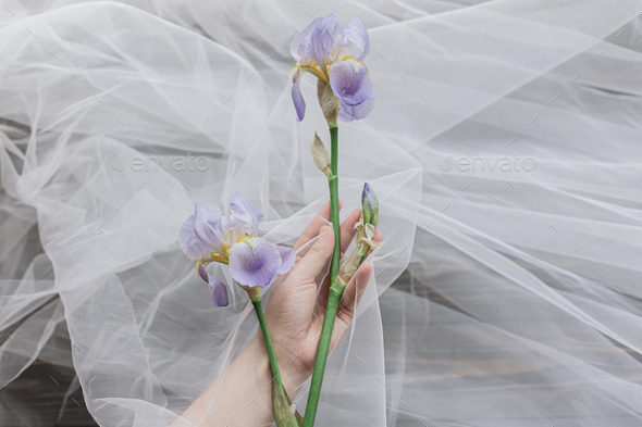 Beautiful spring aesthetics. Hand holding tender iris flower under tulle on dark wood, copy space