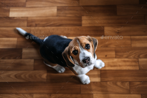 Beagle Personality, temperament. Beagle Puppy at home. Little Beagle breed dog at his new home - Stock Photo - Images