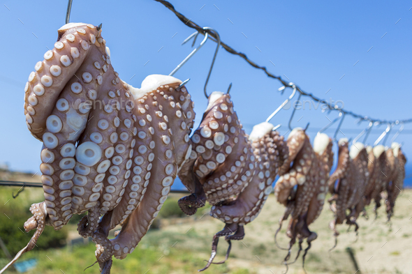 Sun dried Octopus , traditional fishing in Greece Stock Photo by