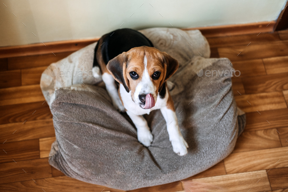 Beagle Personality, temperament. Beagle Puppy at home. Little Beagle breed dog at his new home - Stock Photo - Images