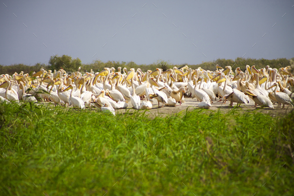 Pelicans in the Djoudj National park - Stock Photo - Images