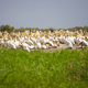 Pelicans in the Djoudj National park - PhotoDune Item for Sale