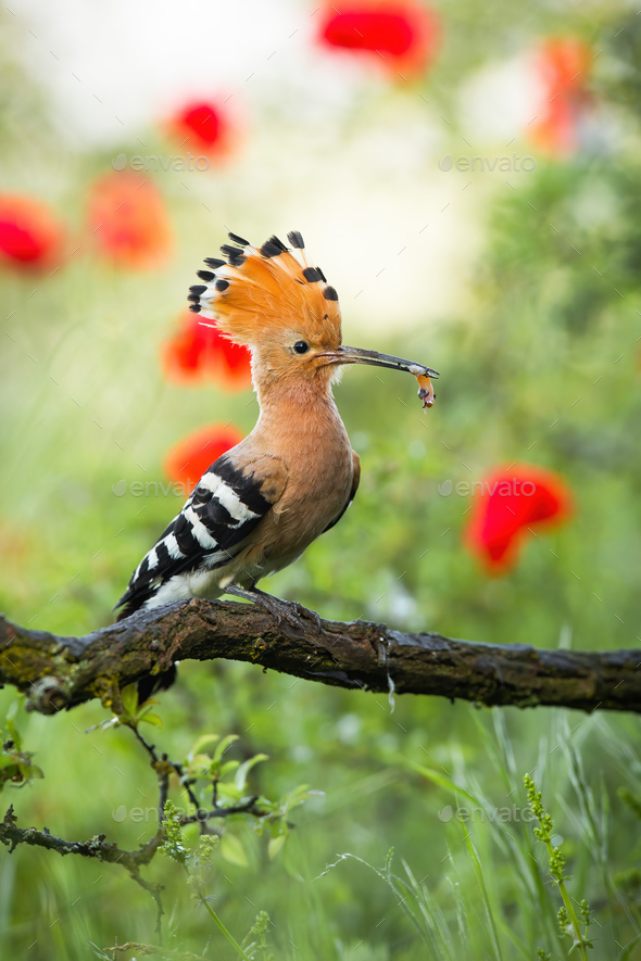 Wallpaper hoopoe, bird, 4k, Animals #14999