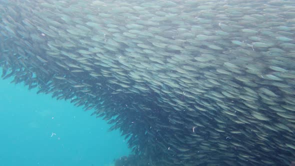 Shoal of Sardines in the Sea alt