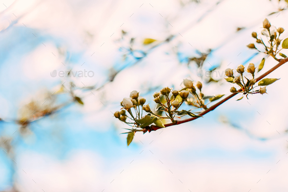 spring apple blossom going to bloom - Stock Photo - Images