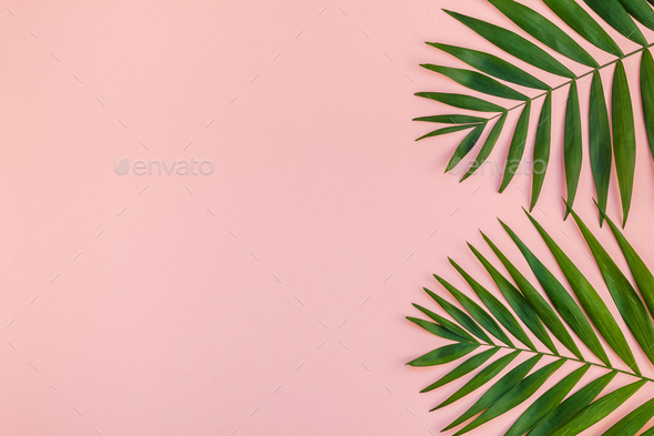 Creative pink background with tropical palm leaves Stock Photo by ...