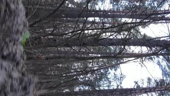 Vertical Video of Trees in a Pine Forest Slow Motion alt