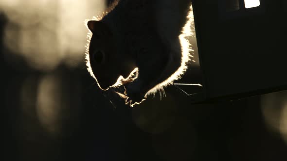 Backlit Grey Squirrel Feeding Upside Down Bird Feeder Slow Motion Nature Animal Wildlife