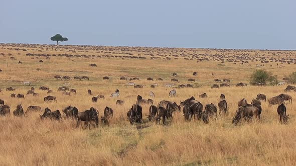 Massive herds of zebra and Wildebeest roam on Masai Mara savanna, Stock ...