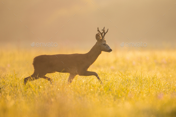 Roe deer buck walking on meadow in summer morning sunshine - Stock Photo - Images