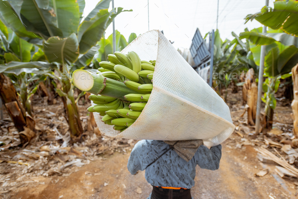 Harvesting on the banana plantation