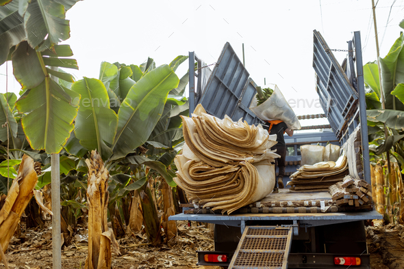Harvesting on the banana plantation