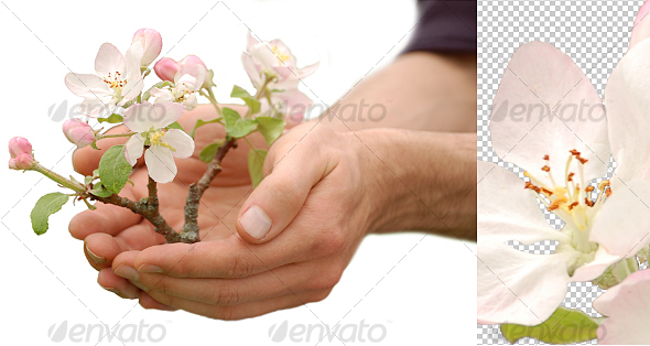 Tree in Palm of Hand - Nature & Animals Isolated Objects