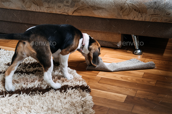 Little Beagle Puppy chewing couch, Furniture. How to Stop Puppy from Destructive Chewing Furniture - Stock Photo - Images