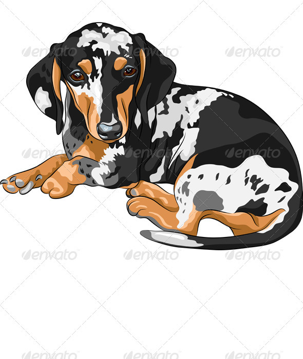 Vector Sketch Dog Dachshund Breed Lying - Animals Characters