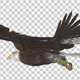 American Eagle - USA Flag - Flying Transition - V - 274