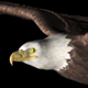American Eagle - USA Flag - Flying Transition - V - 268