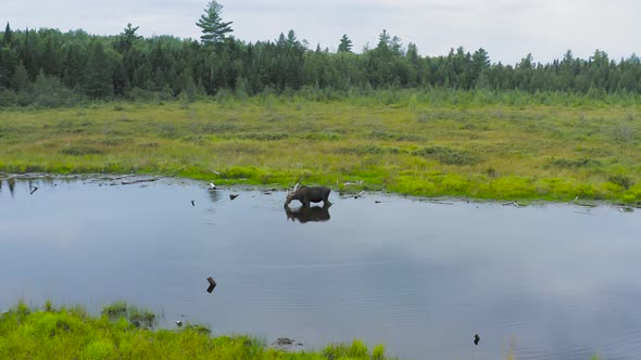 Moose drinks from edge of river within marsh wilderness alt