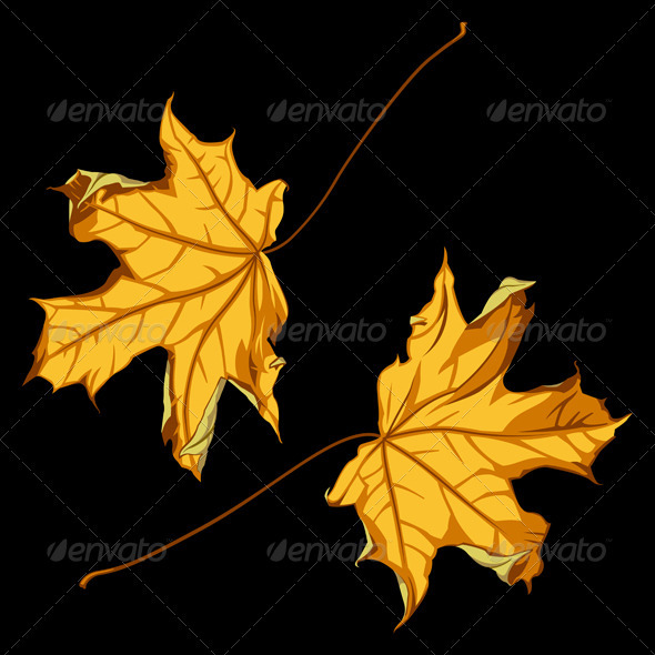 Autumn Leafs - Flowers & Plants Nature