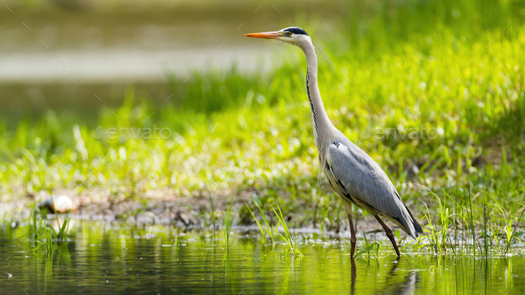 Grey heron wading in water with sunlit grass in background - Stock Photo - Images