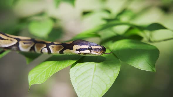 Calm Snake Among the Green Leaves of the Trees