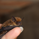 Baby Bat - PhotoDune Item for Sale